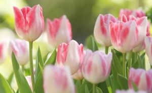 Выставка тюльпанов и первоцветов в Дендрологическом саду 2019