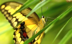 Тропические бабочки в Фата Моргана 2017
