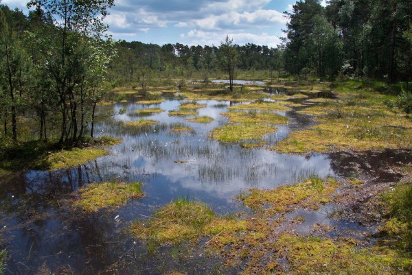 Научная тропа Swamp