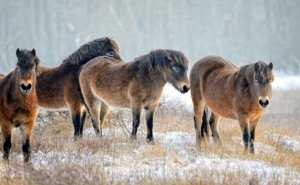 Резервация диких коней в Миловицех