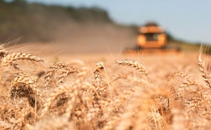 Голод в Европе? Как война и засуха повлияют на доступность пшеницы