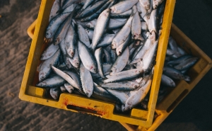 Катастрофа в реке Дыя: жара привела к гибели десятка тонн рыбы, которую до сих пор достают со дна
