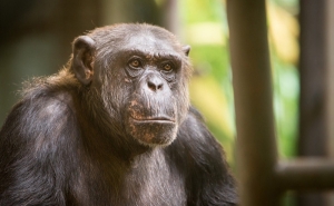 В зоопарке Годонина из своих помещений сбежали три шимпанзе, сломав замок