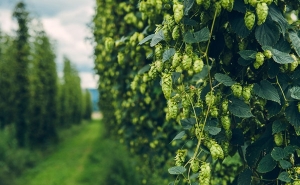 Глобальное потепление повлияет на урожайность пива в мире, Чехия в этом отношении в выигрыше