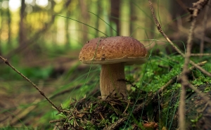 Na houby – чешское приложение для грибников