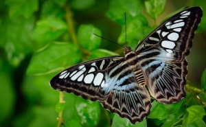 Тропические бабочки в Фата Моргана 2019