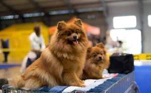 Выставка собак Prague Expo Dog TrioCACIB 2024